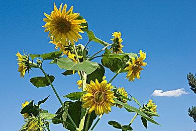 《寂静岭f》完全独立于系列游戏 新玩家也能轻松享受